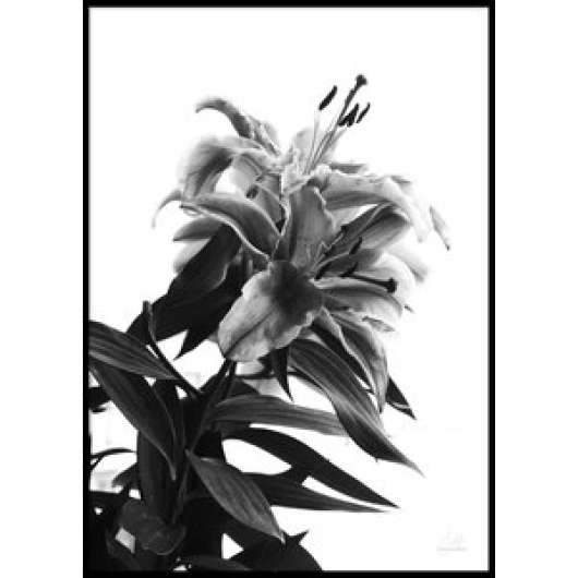 Black and white flower - poster 50x70 cm - posters