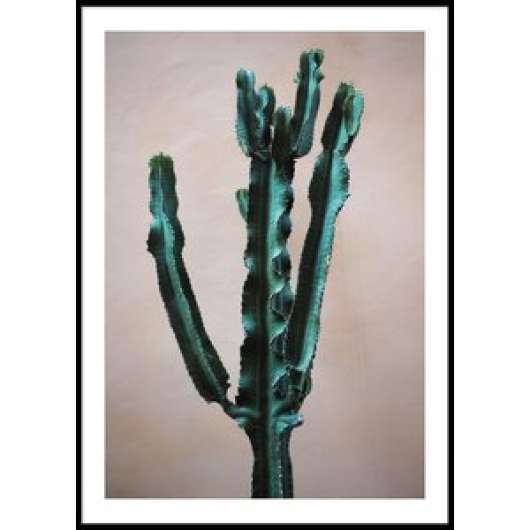 CACTUS ITALY - Poster 50x70 cm - Posters, Väggdekor