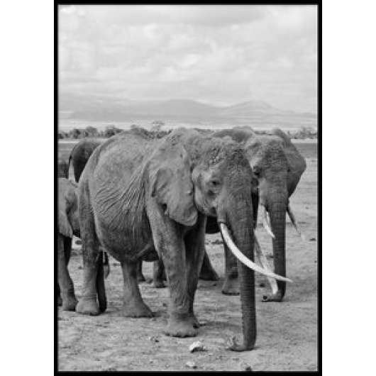 Elephants - poster 50x70 cm - posters