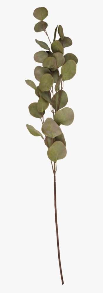 Eucalyptus big kvist grön