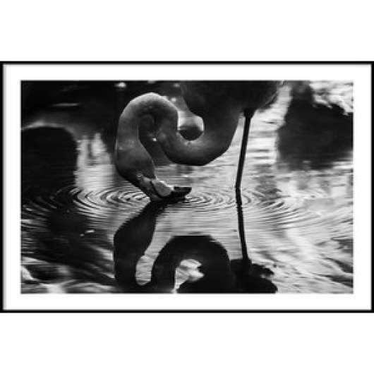 Flamingo reflection - poster 50x70 cm - posters