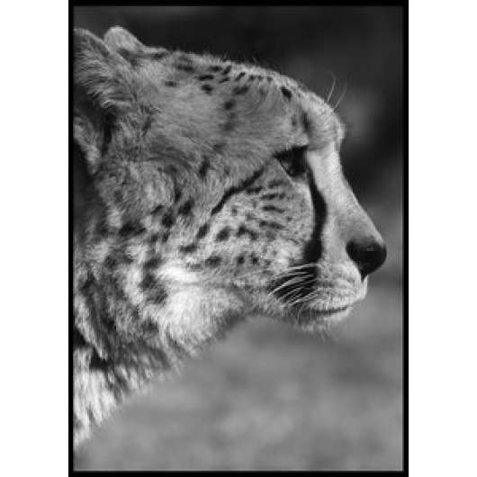 Geopard profile - poster 50x70 cm