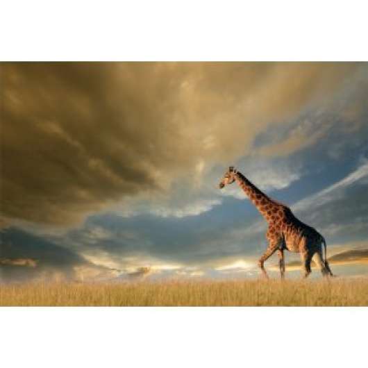 Giraffe glastavla - 120x80 cm - Glastavlor, Tavlor, Väggdekor