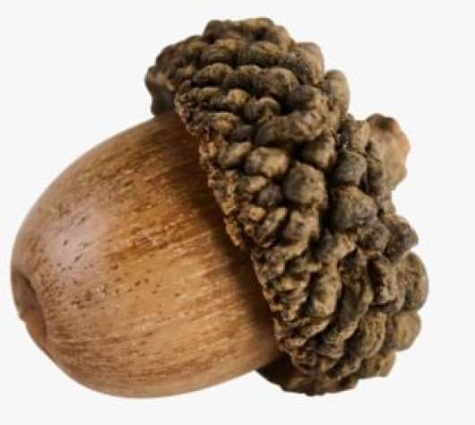 Natural acorn dekoration brun
