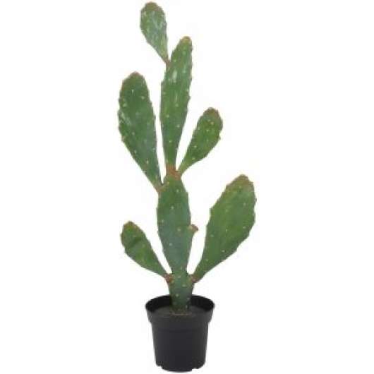 Ovidia kaktus - Konstväxter, Inredningsdetaljer