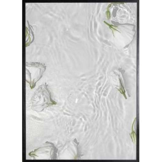 Poster - White roses - 21x30 cm - Posters, Väggdekor