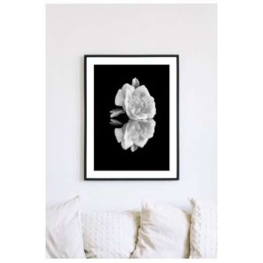 Posterworld 50x70 cm - Motiv White Rose - Posters, Väggdekor