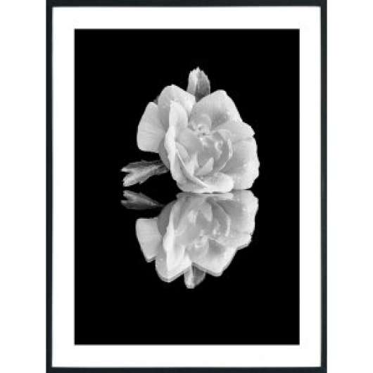 Posterworld - Motiv White Rose - 50 x 70 cm - Posters, Väggdekor